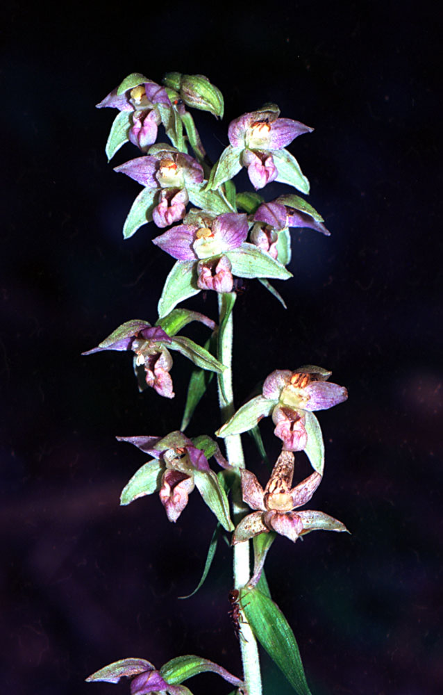 Epipactis nelle Giulie Friulane